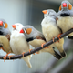 Image for article titled One Way That Bird Brains Could Be Superior to Mammal Brains